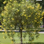 Cascabela thevetia, Thevetia peruviana, Yellow Oleander, Mexican Oleander, Kaner, Saharanpur Nursery Wholesale plant supplier, nursery in India, Landscaping company