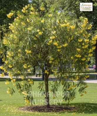 Cascabela thevetia, Thevetia peruviana, Yellow Oleander, Mexican Oleander, Kaner, Saharanpur Nursery Wholesale plant supplier, nursery in India, Landscaping company