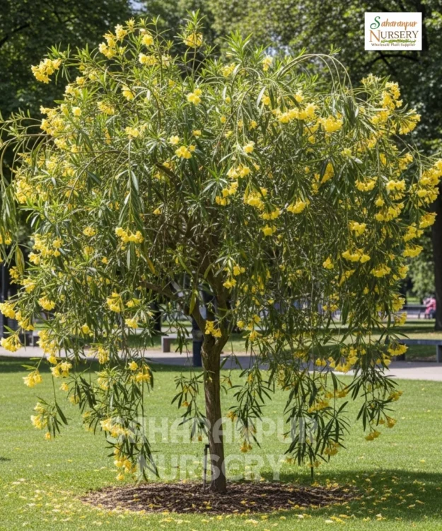 Cascabela thevetia, Thevetia peruviana, Yellow Oleander, Mexican Oleander, Kaner, Saharanpur Nursery Wholesale plant supplier, nursery in India, Landscaping company