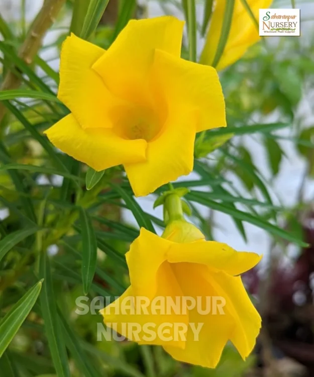Cascabela thevetia, Thevetia peruviana, Yellow Oleander, Mexican Oleander, Kaner, Saharanpur Nursery Wholesale plant supplier, nursery in India, Landscaping company