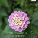 Pink Lantana, Lantana Montevidensis 'Pink', Trailing Lantana,