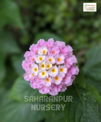 Pink Lantana, Lantana Montevidensis 'Pink', Trailing Lantana,