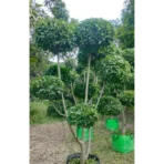 Ficus Retusa Topiary, Indian Laurel Fig,