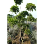 Ficus Retusa Topiary, Indian Laurel Fig,