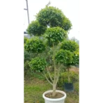 Ficus Retusa Topiary, Indian Laurel Fig,