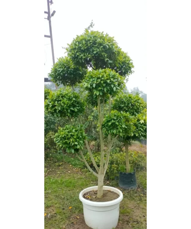Ficus Retusa Topiary, Indian Laurel Fig,
