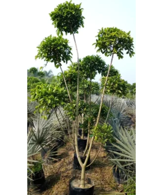 Ficus Retusa Topiary, Indian Laurel Fig,