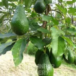 Avocado Plant, Persea americana, Saharanpur Nursery