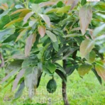 Avocado Plant, Persea americana, Saharanpur Nursery