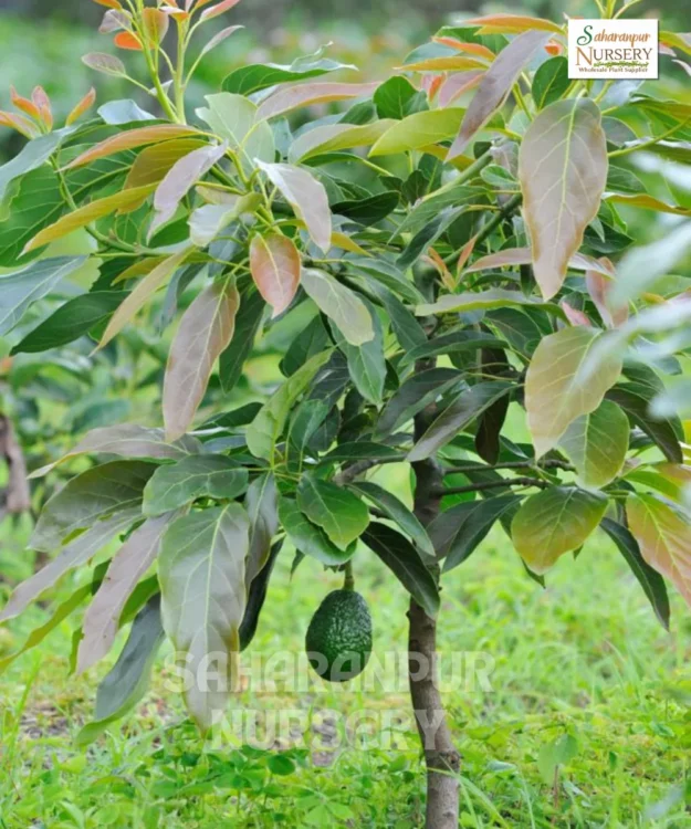 Avocado Fruit Plant (2) Avocado Plant, Persea americana, Saharanpur Nursery