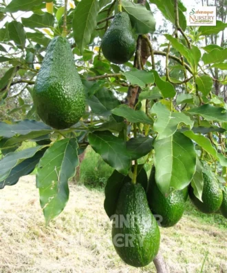 Avocado Plant, Persea americana, Saharanpur Nursery