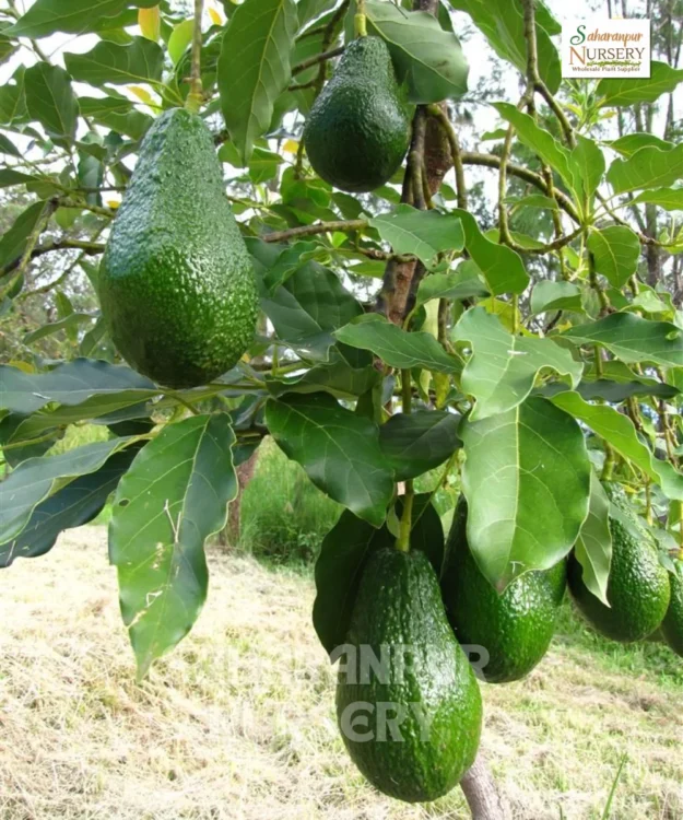 Avocado Fruit Plant Avocado Plant, Persea americana, Saharanpur Nursery