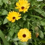 Calendula, Calendula officinalis, Pot Marigold, Saharanpur Nursery