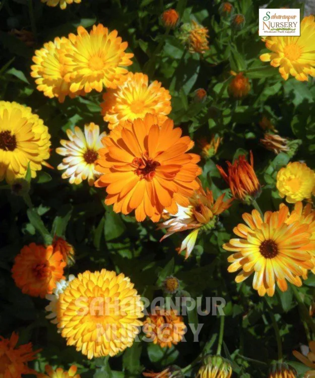 Calendula, Calendula officinalis, Pot Marigold, Saharanpur Nursery