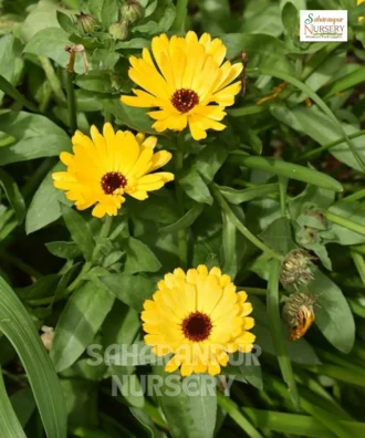 Calendula, Calendula officinalis, Pot Marigold, Saharanpur Nursery