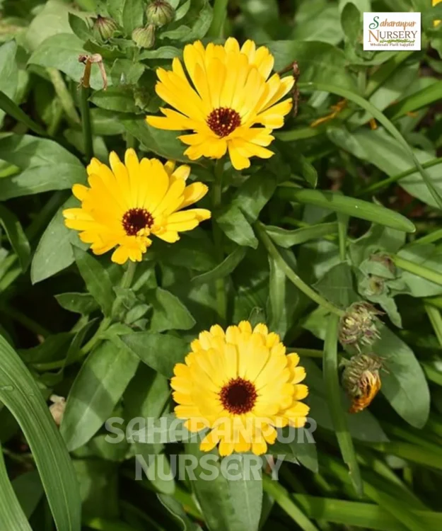 Calendula, Calendula officinalis, Pot Marigold, Saharanpur Nursery