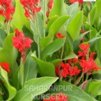 Indian Shot Plant (Canna indica), African arrowroot, Edible Canna, Saharanpur Nursery, Landscaping Company, Wholesale Plant Supplier