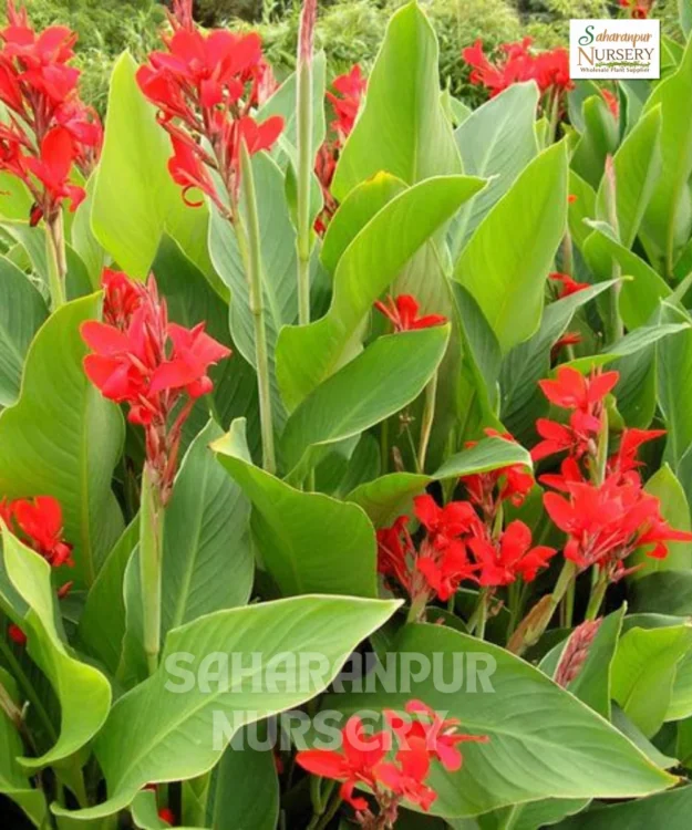 Indian Shot Plant (Canna indica), African arrowroot, Edible Canna, Saharanpur Nursery, Landscaping Company, Wholesale Plant Supplier
