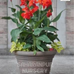 Indian Shot Plant (Canna indica), African arrowroot, Edible Canna, Saharanpur Nursery, Landscaping Company, Wholesale Plant Supplier
