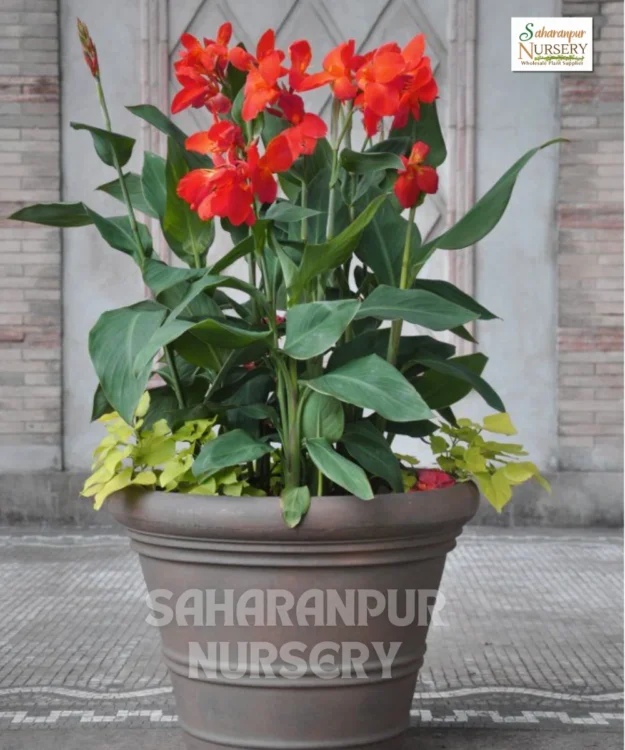 Indian Shot Plant (Canna indica), African arrowroot, Edible Canna, Saharanpur Nursery, Landscaping Company, Wholesale Plant Supplier
