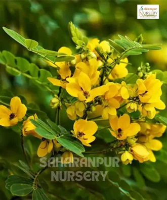 Cassia biflora, Senna pallida, Two-Flowered Senna, Saharanpur Nursery