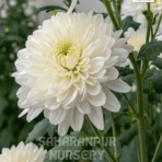 Chrysanthemum, Mum, Guldaudi, Saharanpur Nursery