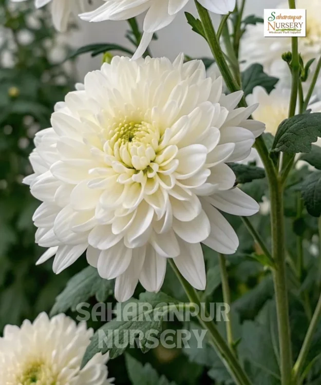 Chrysanthemum, Mum, Guldaudi, Saharanpur Nursery