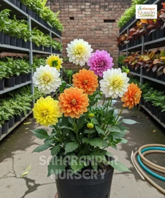 Dahlia Flower Plant, Dahlia Pinnata, Saharanpur Nursery