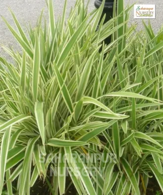 Dianella Tasmanica 'variegata' Tasmanian flax-lily, Dianella tasmanica, Saharanpur Nursery