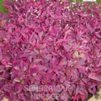 Duranta repens., Duranta Red Plant, Saharanpur Nursery, Landscaping company, Wholesale Plant Supplier