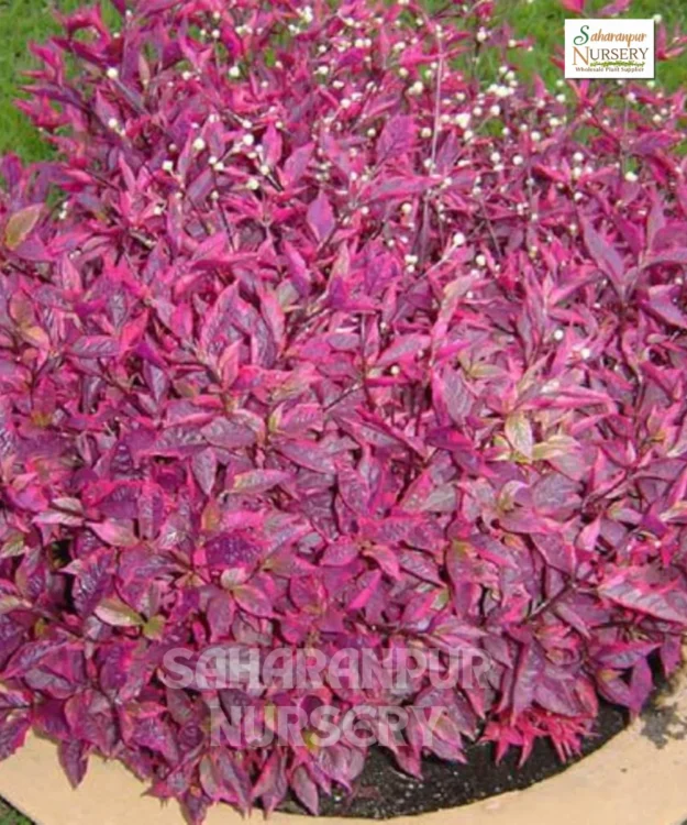 Duranta repens., Duranta Red Plant, Saharanpur Nursery, Landscaping company, Wholesale Plant Supplier