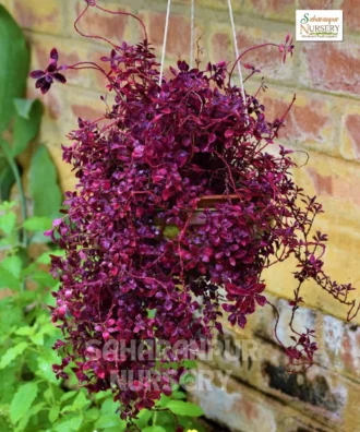 Duranta repens., Duranta Red Plant, Saharanpur Nursery, Landscaping company, Wholesale Plant Supplier