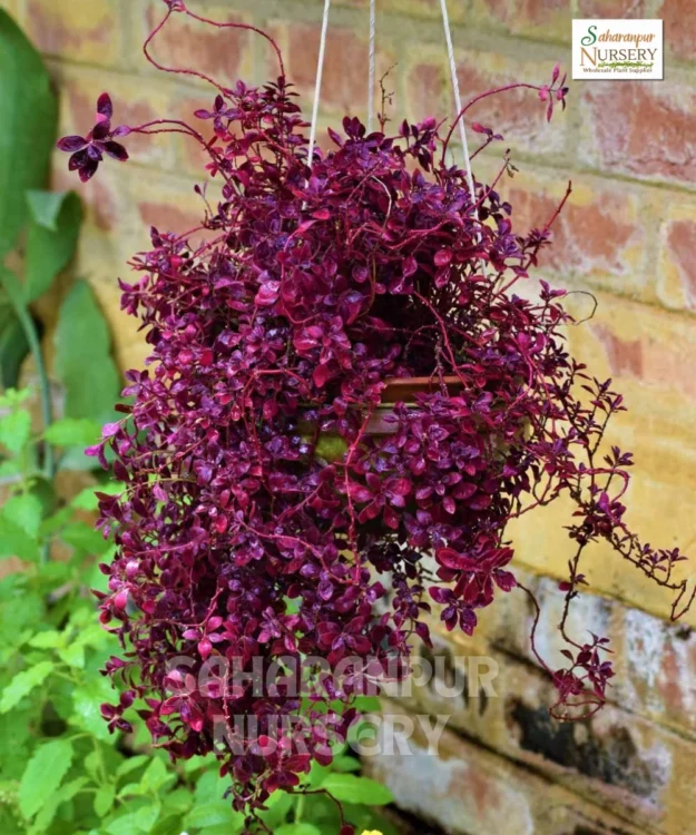 Duranta repens., Duranta Red Plant, Saharanpur Nursery, Landscaping company, Wholesale Plant Supplier