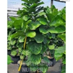 Fiddle-leaf Fig tree, Fiddle-leaf, Banjo Fig, Ficus Lyrata, Saharanpur Nursery,