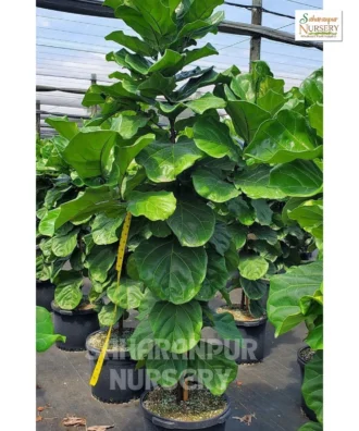 Fiddle-leaf Fig tree, Fiddle-leaf, Banjo Fig, Ficus Lyrata, Saharanpur Nursery,