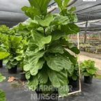 Fiddle-leaf, Fiddle-leaf, Banjo Fig, Ficus Lyrata, Saharanpur Nursery,