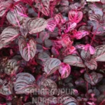 Iresine herbstii, Bloodleaf Plant, Chicken Gizzard Plant, Beefsteak Plant, Saharanpur Nursery