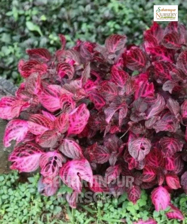 Iresine herbstii, Bloodleaf Plant, Chicken Gizzard Plant, Beefsteak Plant, Saharanpur Nursery