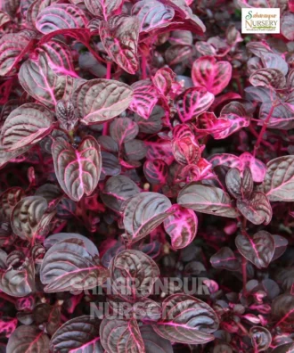 Iresine herbstii, Bloodleaf Plant, Chicken Gizzard Plant, Beefsteak Plant, Saharanpur Nursery