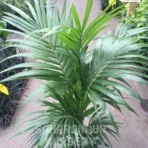 Kentia Palm, Howea forsteriana, Paradise Palm, Thatch Palm, Saharanpur Nursery, Landscaping Copany, Wholesale Plant Supplier