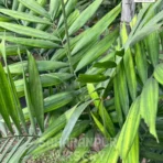 Kentia Palm, Howea forsteriana, Paradise Palm, Thatch Palm, Saharanpur Nursery, Landscaping Copany, Wholesale Plant Supplier
