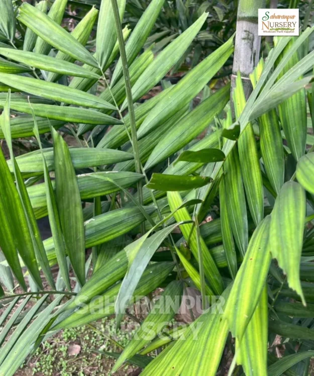 Kentia Palm (2) Kentia Palm, Howea forsteriana, Paradise Palm, Thatch Palm, Saharanpur Nursery, Landscaping Copany, Wholesale Plant Supplier