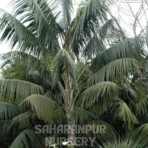 Kentia Palm, Howea forsteriana, Paradise Palm, Thatch Palm, Saharanpur Nursery, Landscaping Copany, Wholesale Plant Supplier