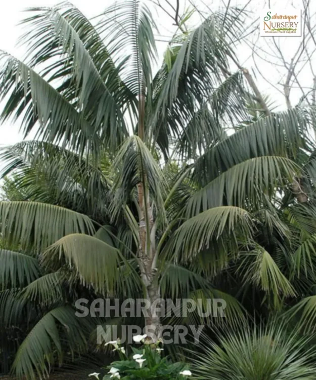 Kentia Palm (3) Kentia Palm, Howea forsteriana, Paradise Palm, Thatch Palm, Saharanpur Nursery, Landscaping Copany, Wholesale Plant Supplier