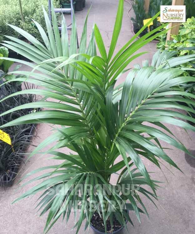 Kentia Palm Kentia Palm, Howea forsteriana, Paradise Palm, Thatch Palm, Saharanpur Nursery, Landscaping Copany, Wholesale Plant Supplier
