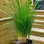 Lemon Grass Plant, citronella grass, Lemon Grass , Cymbopogon, Saharanpur Nursery