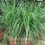Lemon Grass Plant, citronella grass, Lemon Grass , Cymbopogon, Saharanpur Nursery