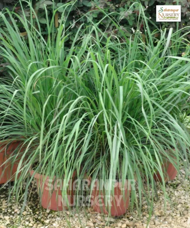 Lemon Grass Plant, citronella grass, Lemon Grass , Cymbopogon, Saharanpur Nursery