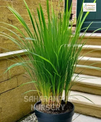 Lemon Grass Plant, citronella grass, Lemon Grass , Cymbopogon, Saharanpur Nursery