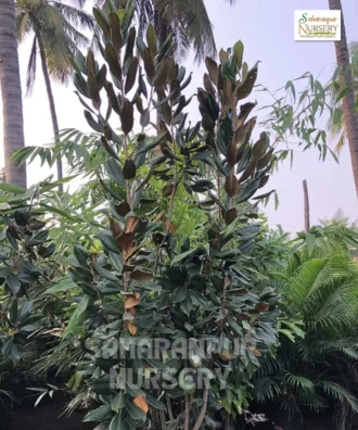 Magnolia grandiflora, Southern magnolia, bull bay magnolia, Saharanpur Nursery